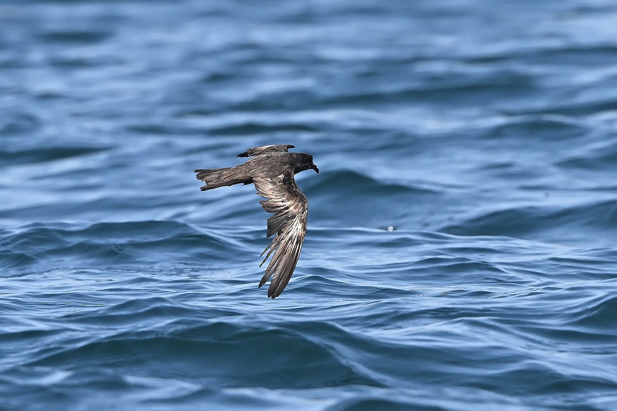 Swinhoewellenläufer - ML645891865