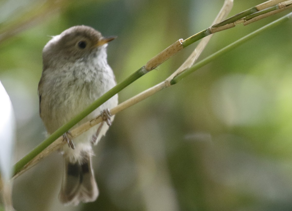 Roststirn-Dornschnabel - ML645891866