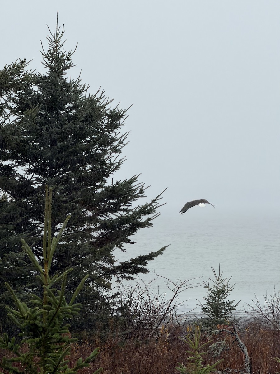 Weißkopf-Seeadler - ML645891867