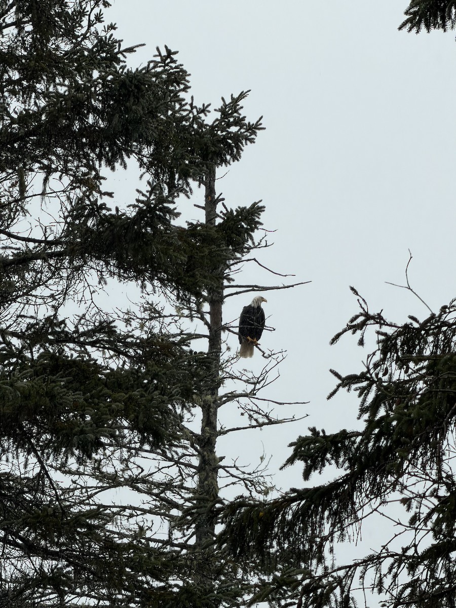 Weißkopf-Seeadler - ML645891868