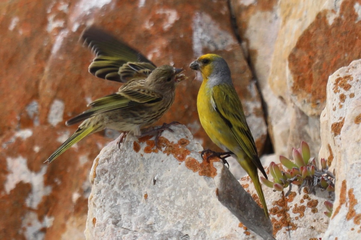 Gelbscheitelgirlitz - ML645891871