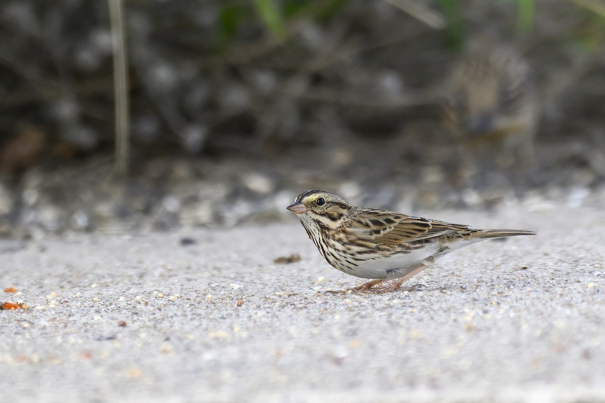 Grasammer - ML645891872