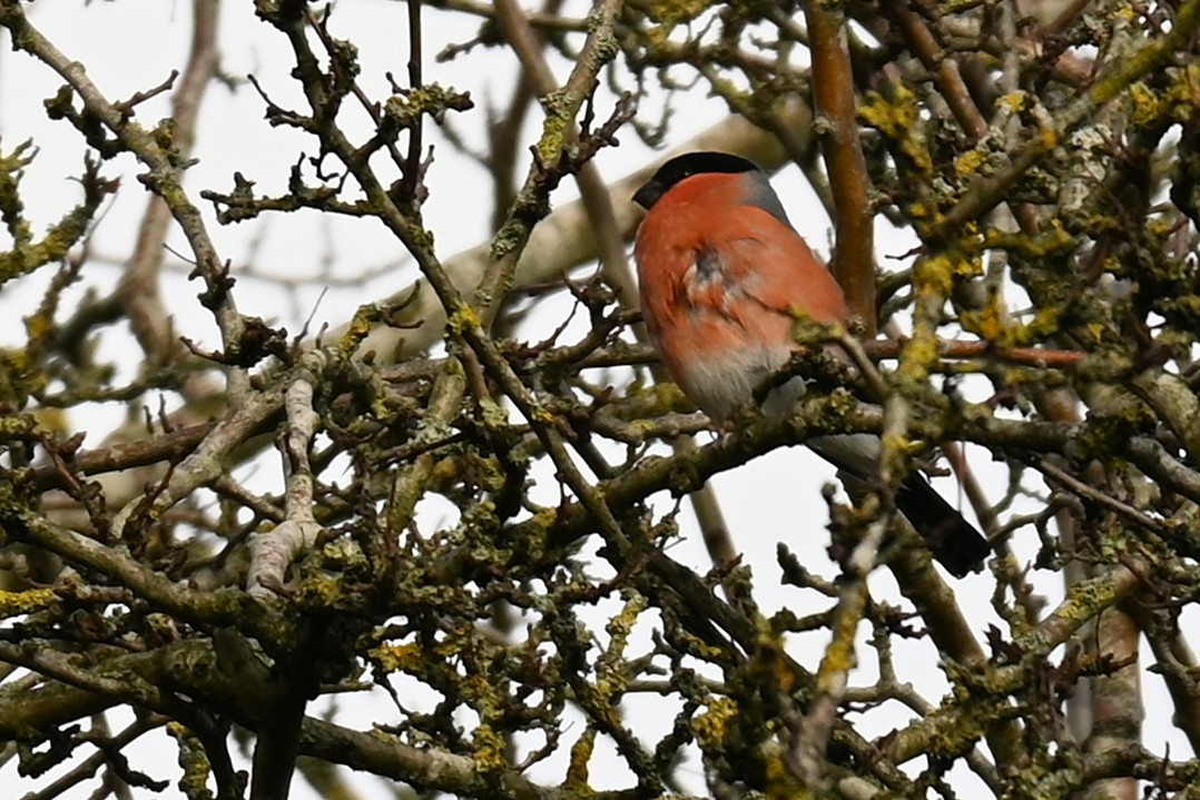 Gimpel - ML645891873