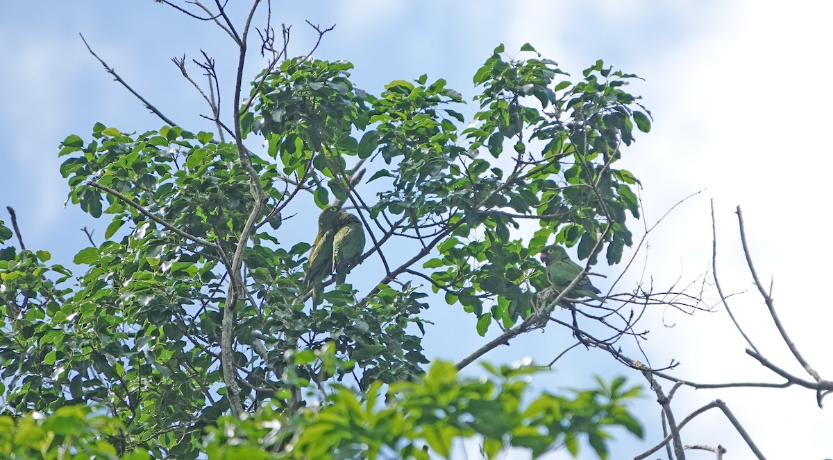 Jamaikasittich - ML645891874