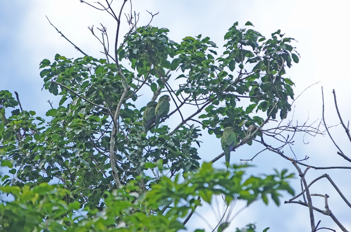 Jamaikasittich - ML645891875