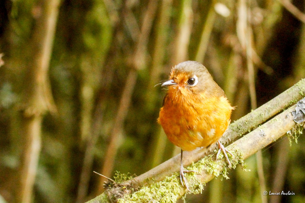 Orangebrust-Ameisenpitta - ML645891876