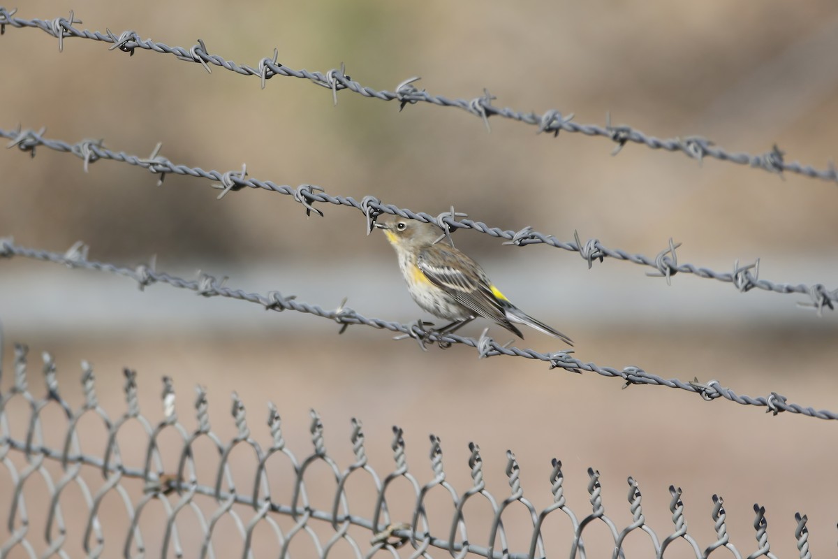 Kronenwaldsänger - ML645891877