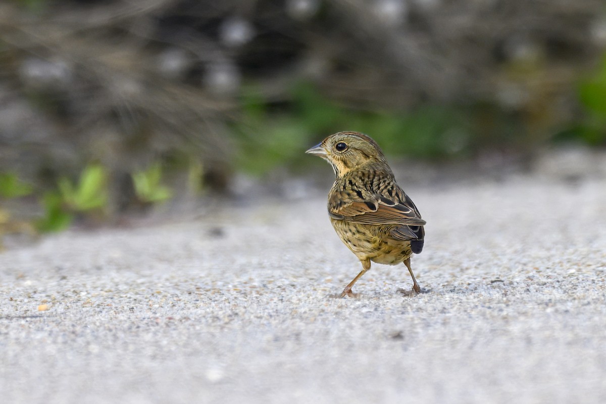Lincoln's Sparrow - ML645891879