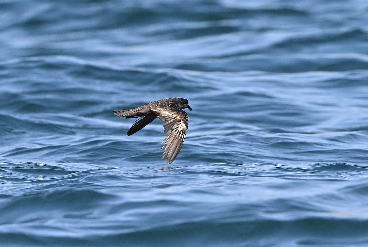 黑叉尾海燕 - ML645891883