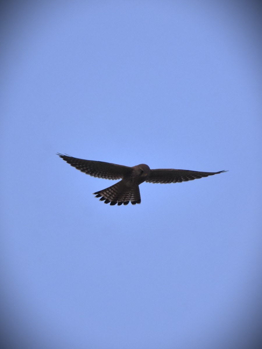 Eurasian Kestrel - ML645891891
