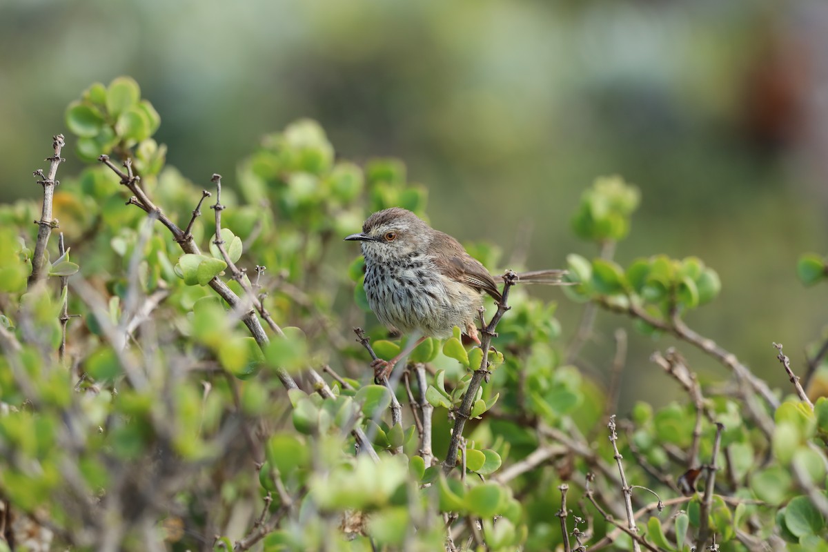 Karoo Prinia - ML645891893