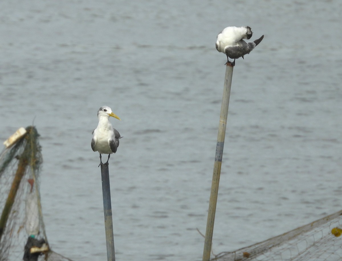 Great Crested Tern - ML645891902