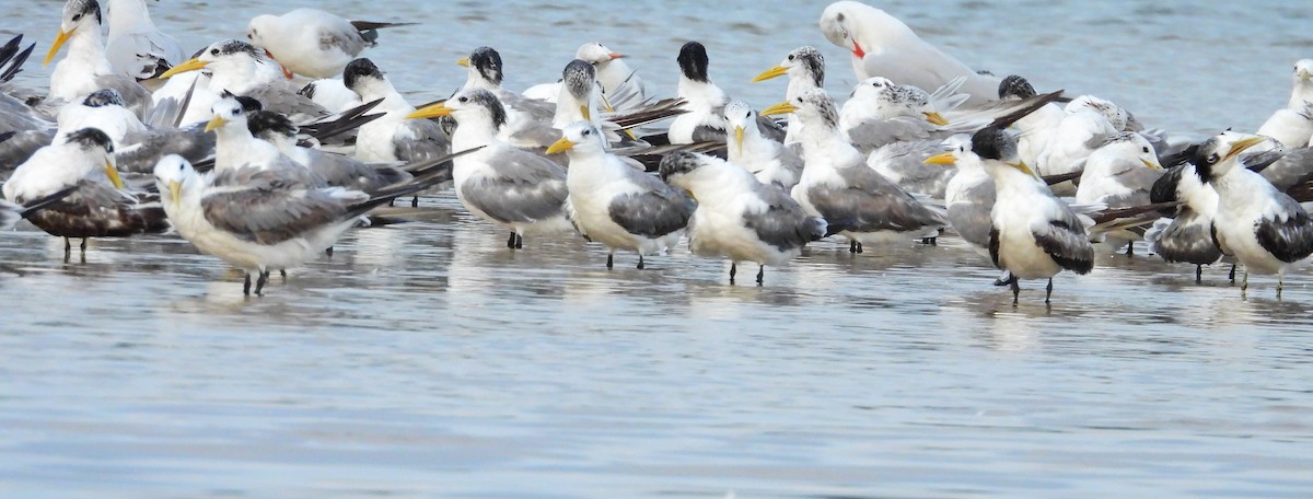 Great Crested Tern - ML645891903