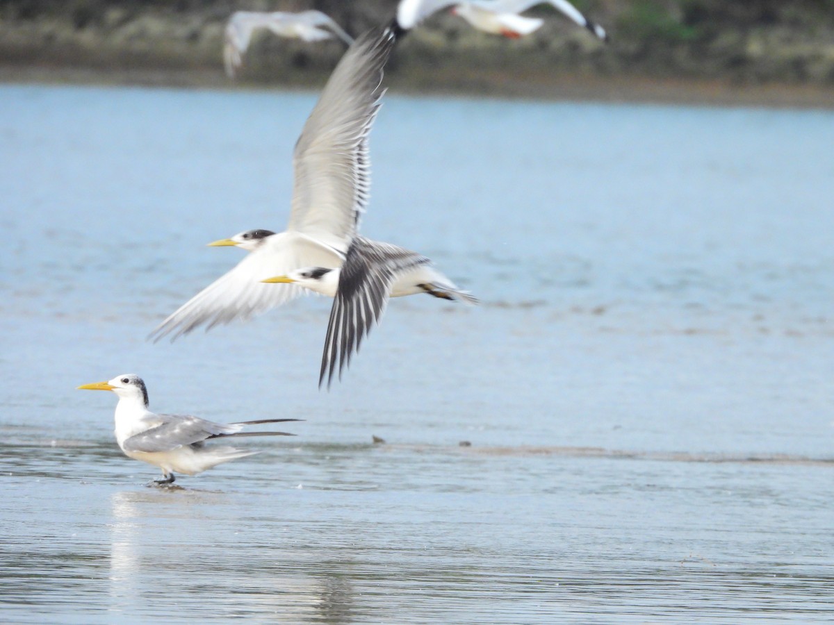 Great Crested Tern - ML645891904