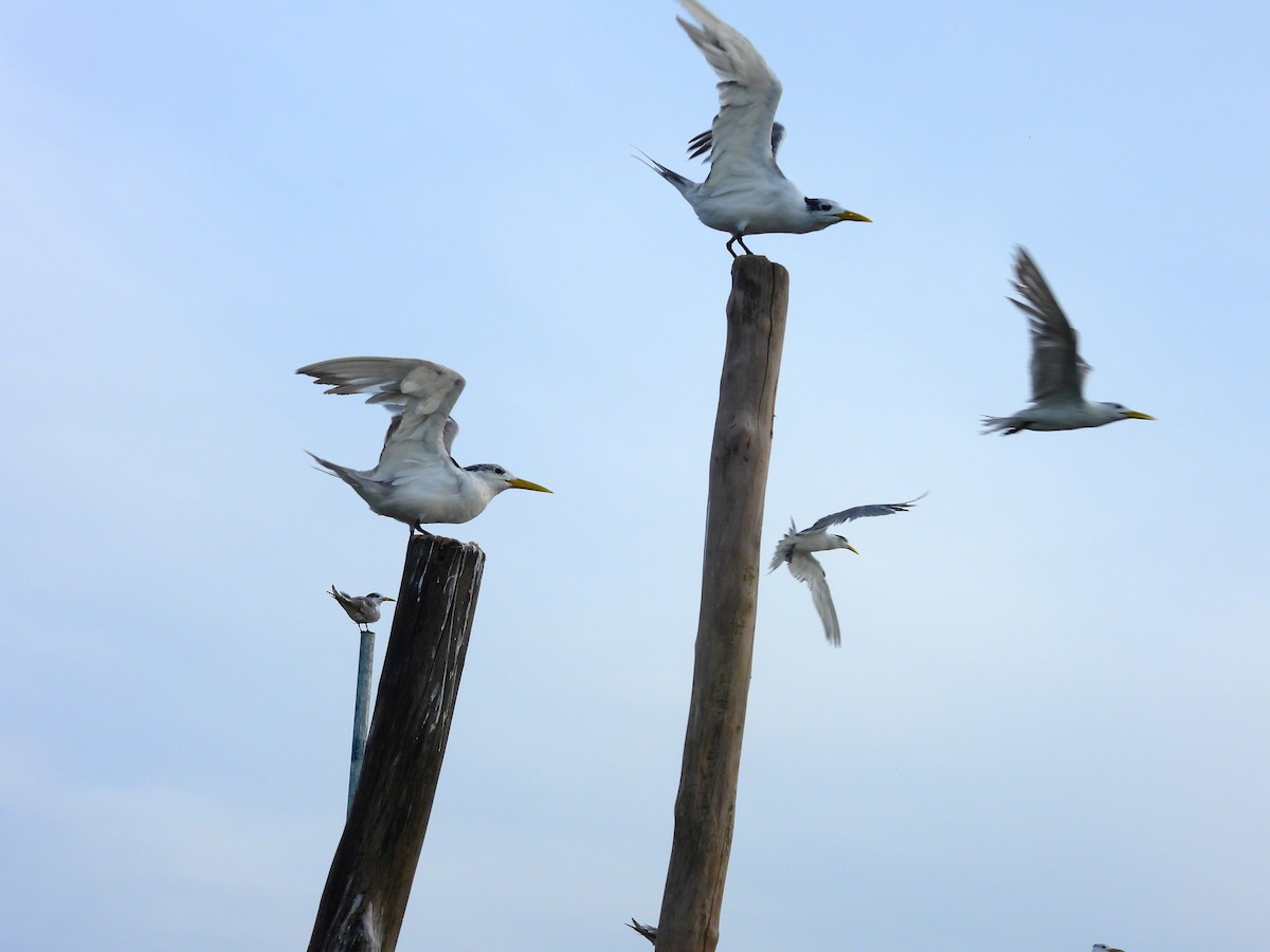 Great Crested Tern - ML645891905