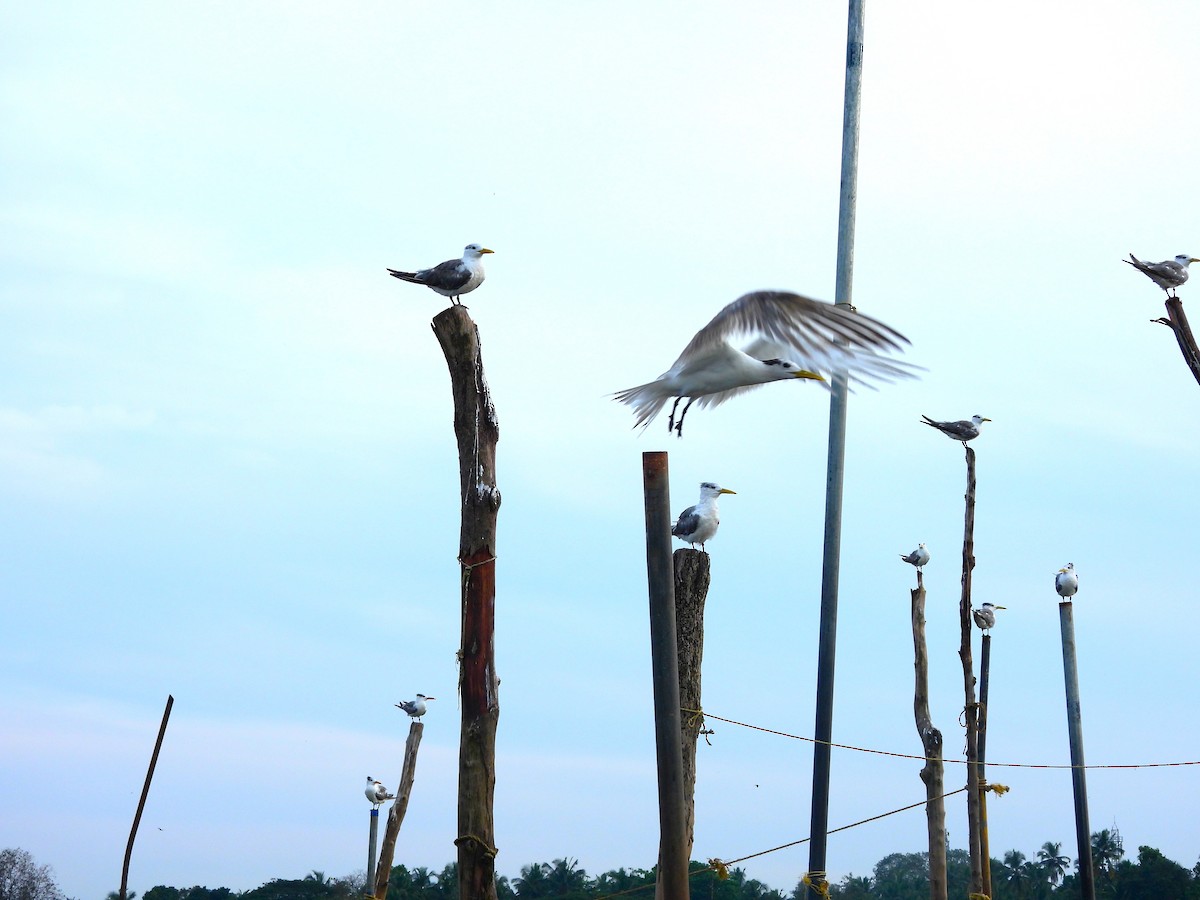Great Crested Tern - ML645891906