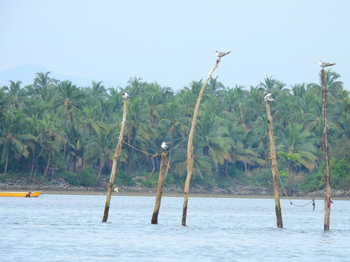 Great Crested Tern - ML645891907