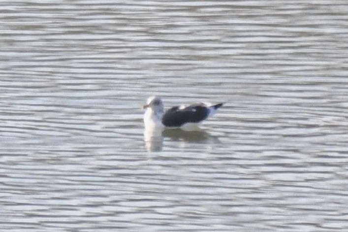 Lesser Black-backed Gull - ML645891914