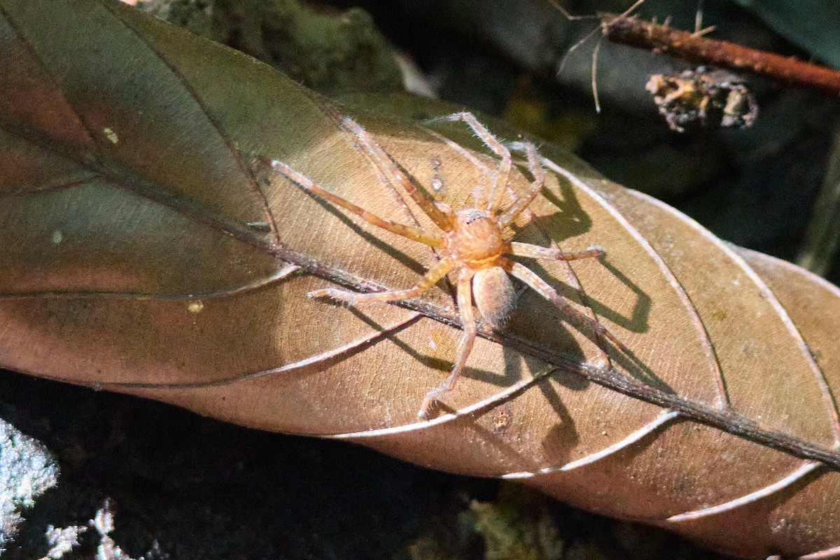 Spiders - ML645891915