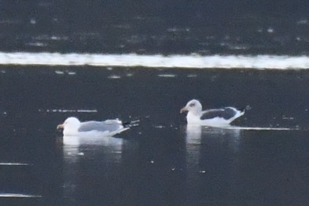 Lesser Black-backed Gull - ML645891918