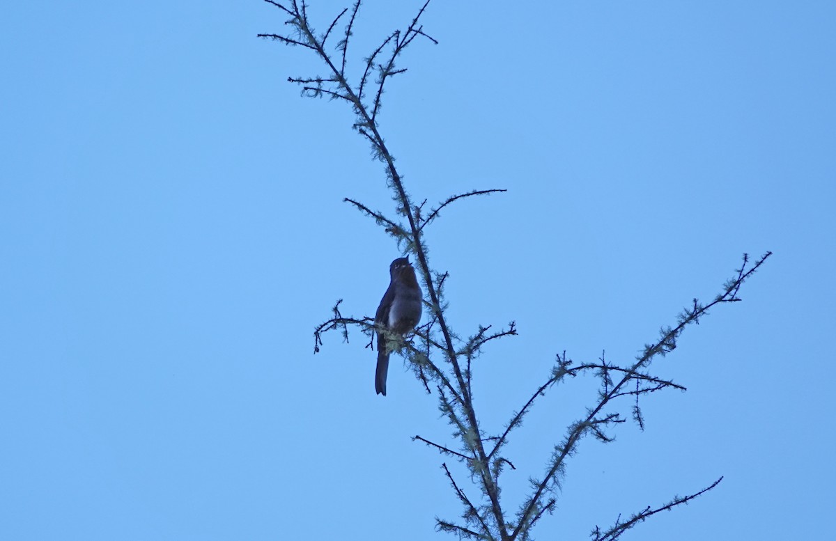 Rufous-throated Solitaire - ML645891919