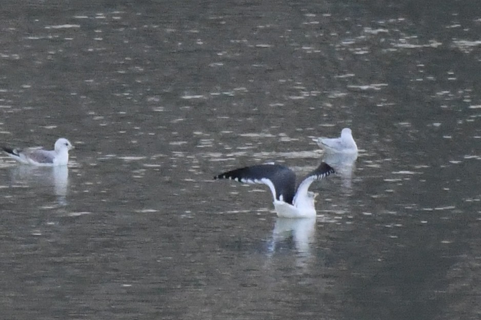Lesser Black-backed Gull - ML645891922