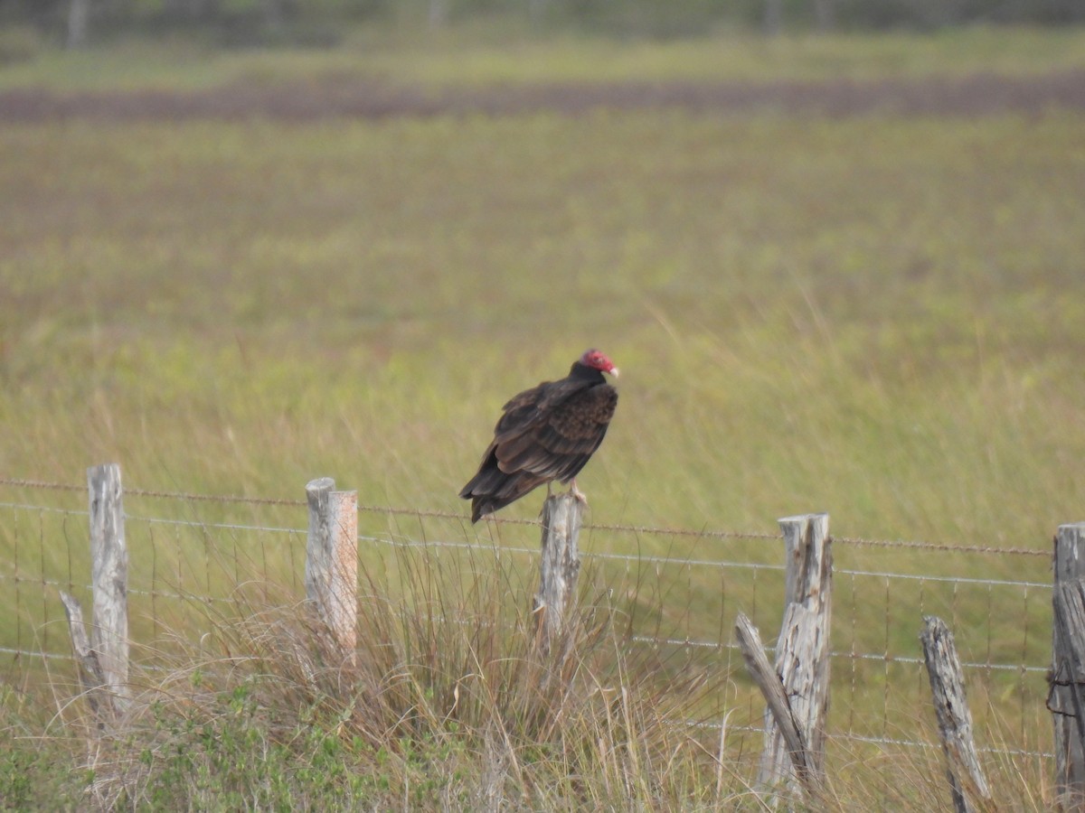 Turkey Vulture - ML645891924