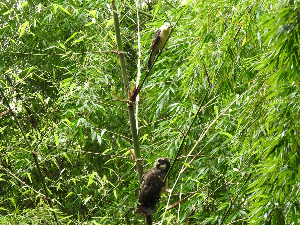 Spectacled Owl - ML645891933