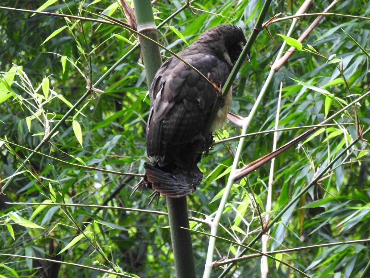 Spectacled Owl - ML645891934
