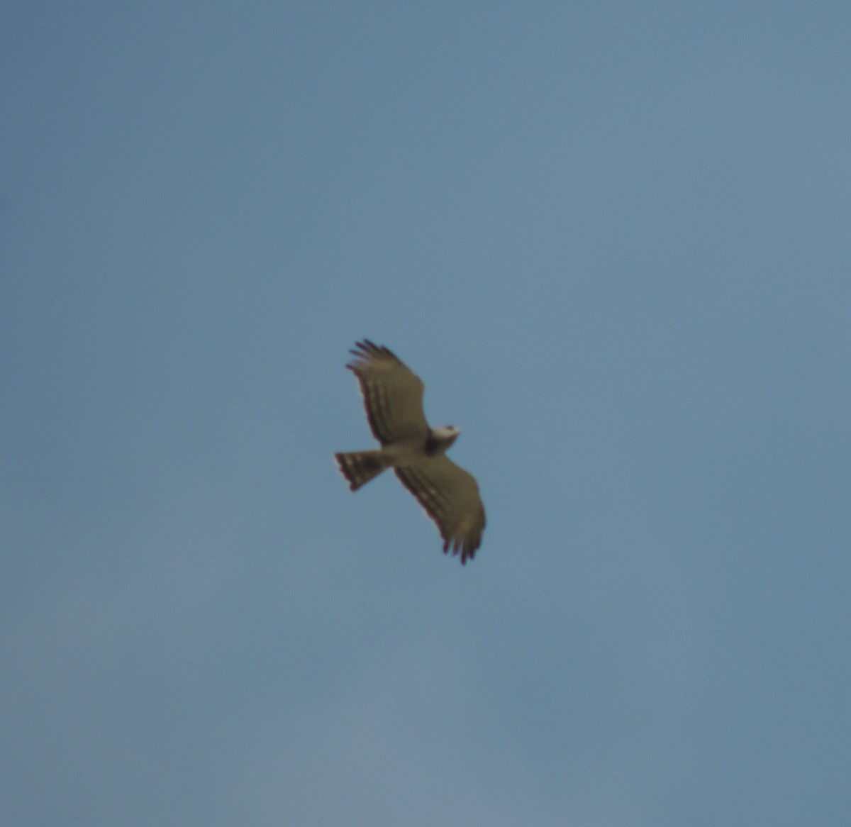 Beaudouin's Snake-Eagle - ML645891944