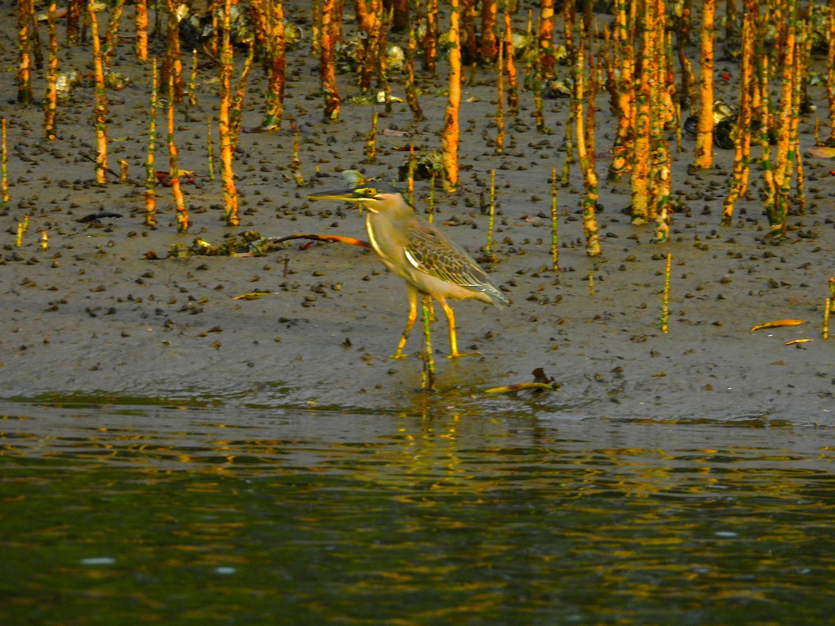 Little Heron - ML645891960