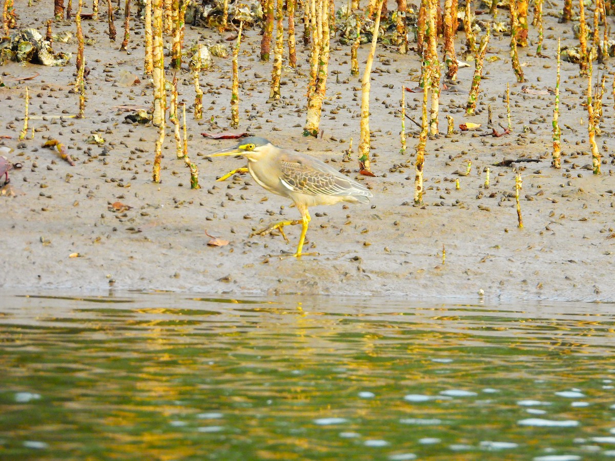 Little Heron - ML645891961
