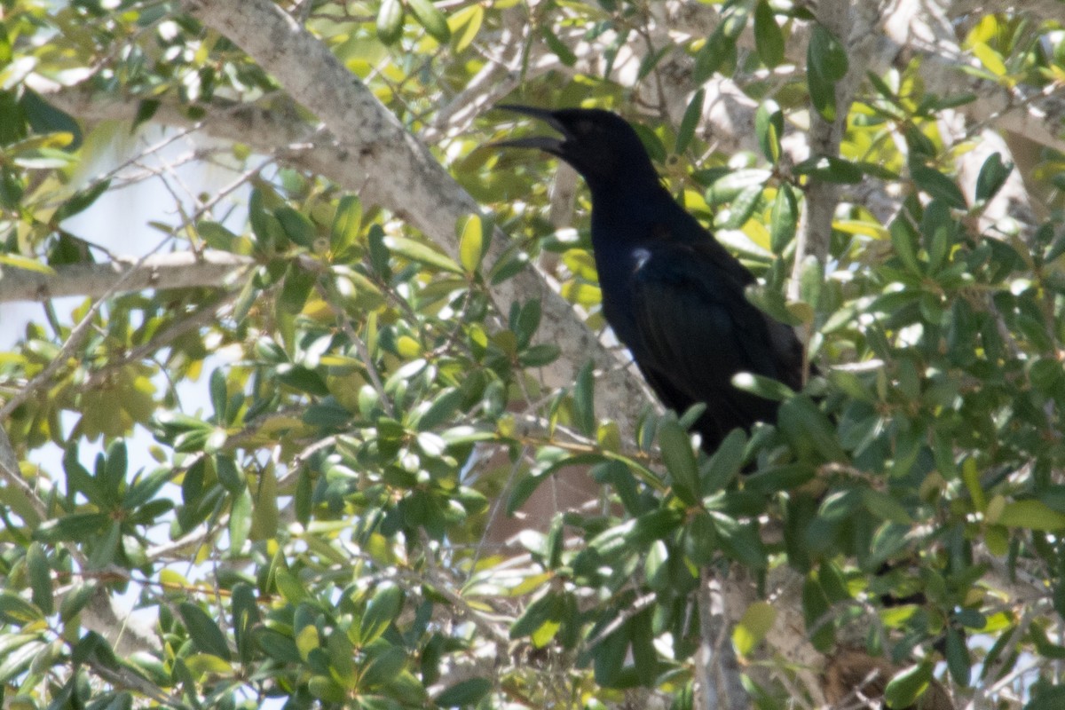 Boat-tailed Grackle - ML645891962