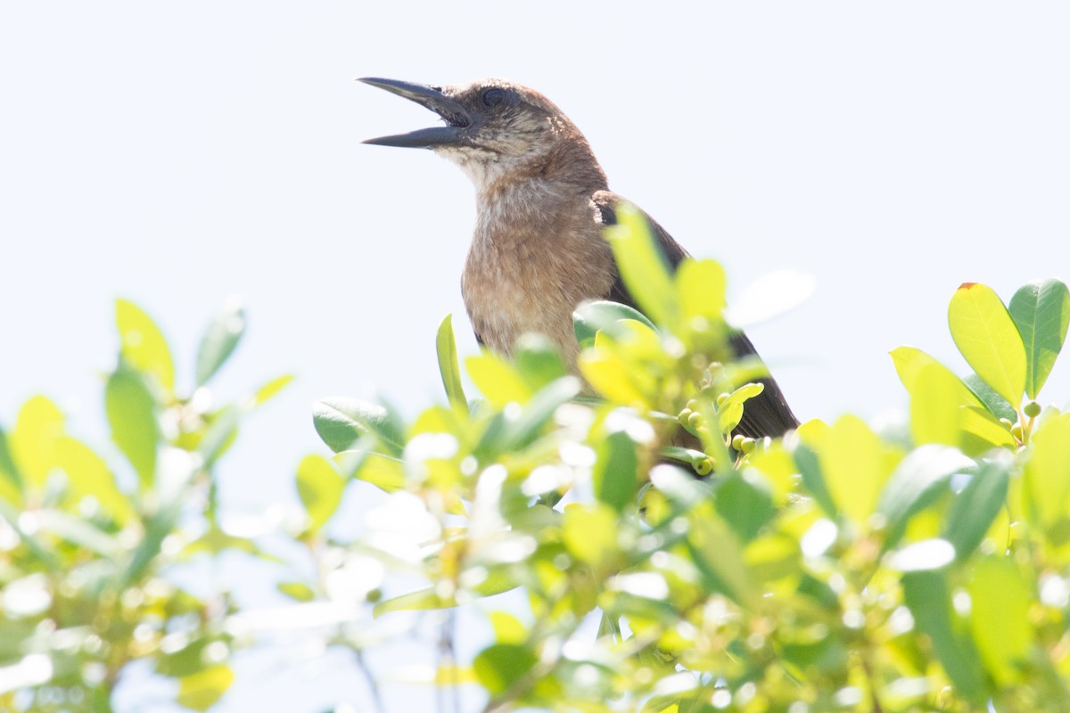 Boat-tailed Grackle - ML645891963