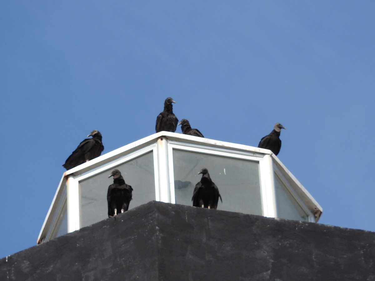 Black Vulture - ML645891964