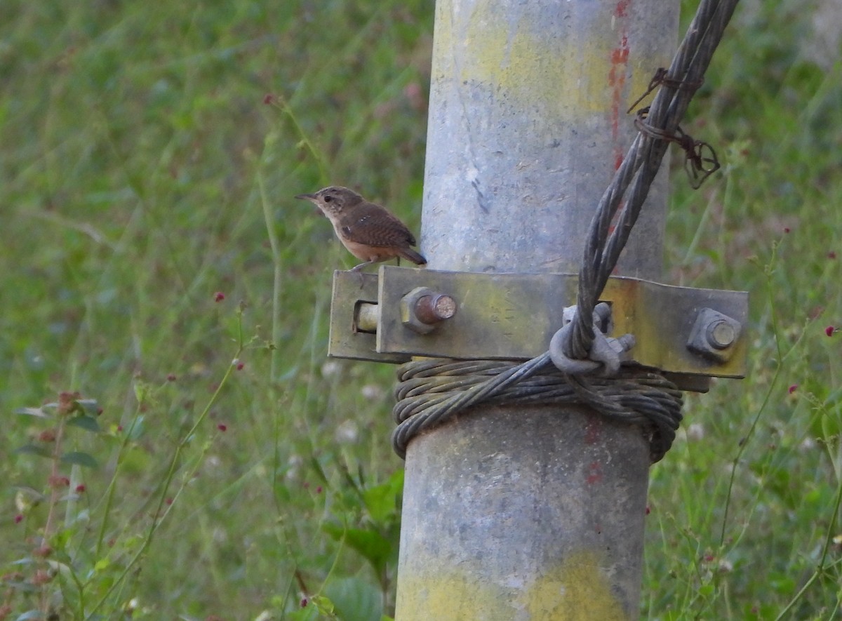 Southern House Wren - ML645891965