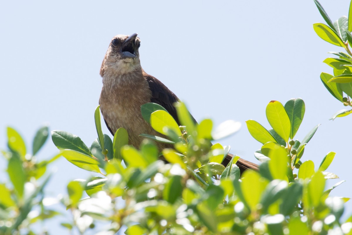 Boat-tailed Grackle - ML645891966
