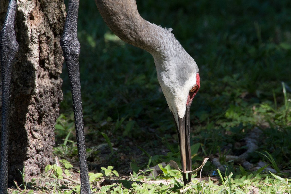 Орог тогоруу - ML645891984