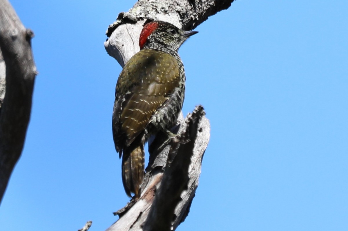 Knysna Woodpecker - ML645891990