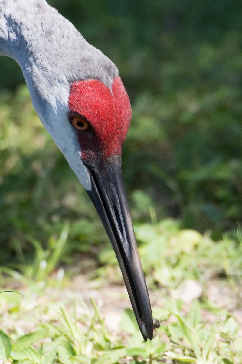 Орог тогоруу - ML645891995