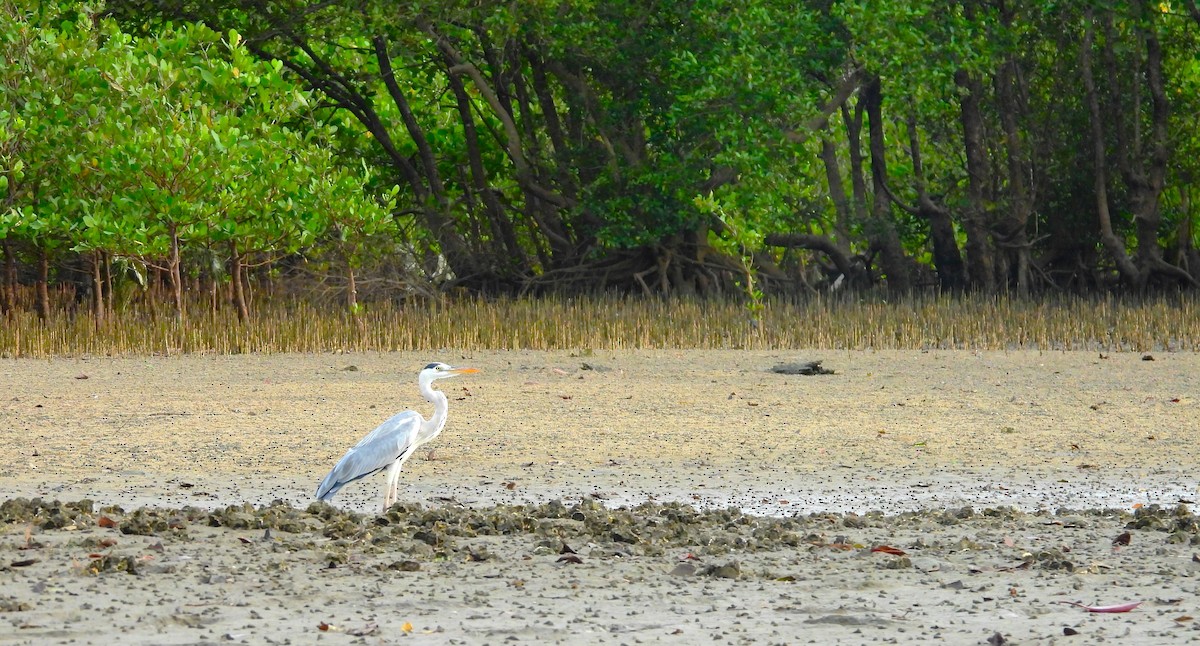 Gray Heron - ML645891996