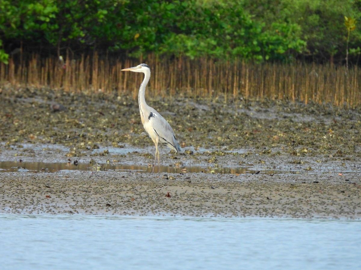 Gray Heron - ML645891997