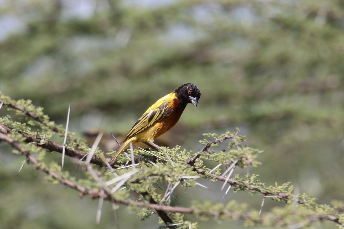 Golden-backed Weaver - ML645891999