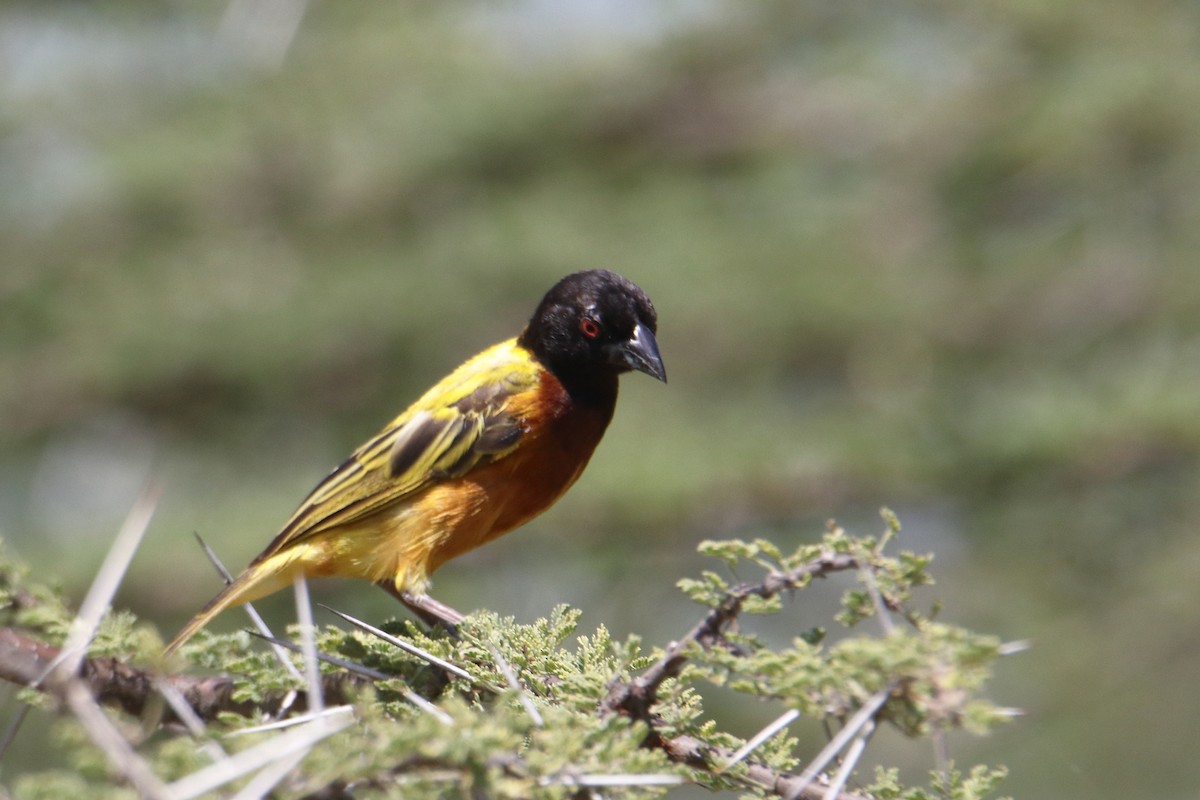 Golden-backed Weaver - ML645892000