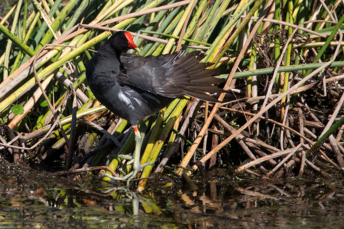 Курочка латиноамериканська - ML645892002