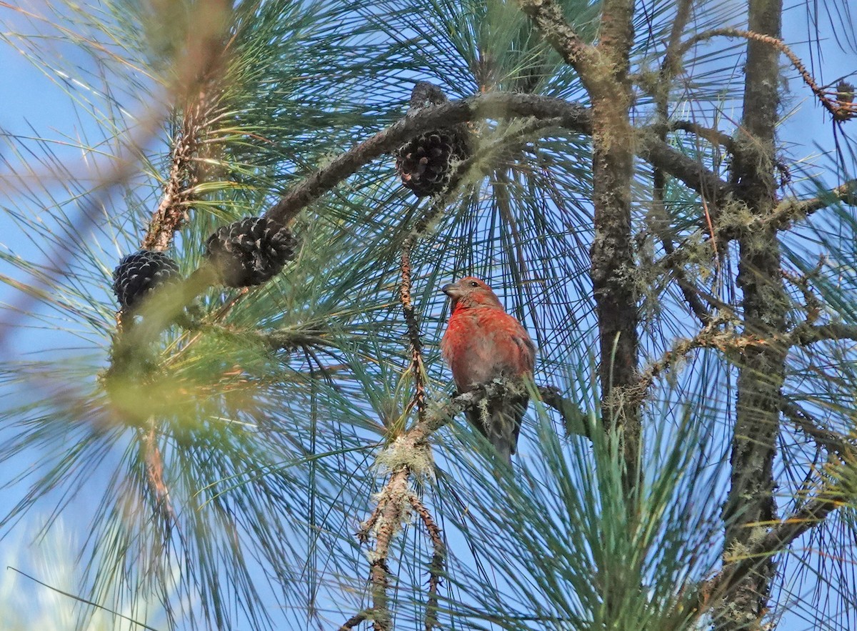 Hispaniolan Crossbill - ML645892033