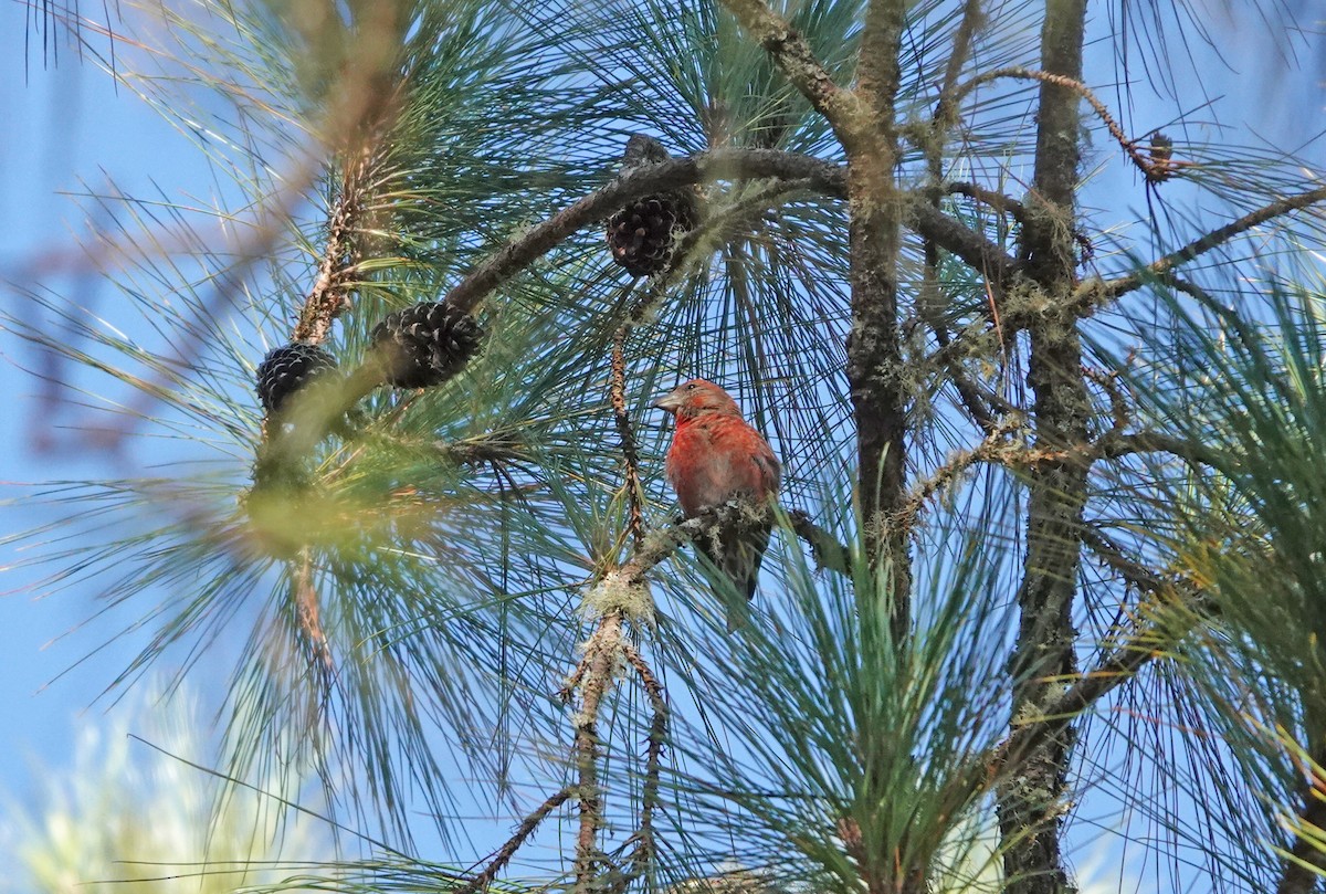 Hispaniolan Crossbill - ML645892034