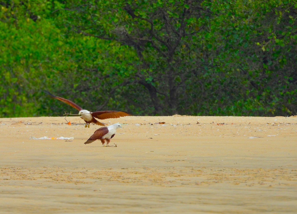 Brahminy Kite - ML645892035