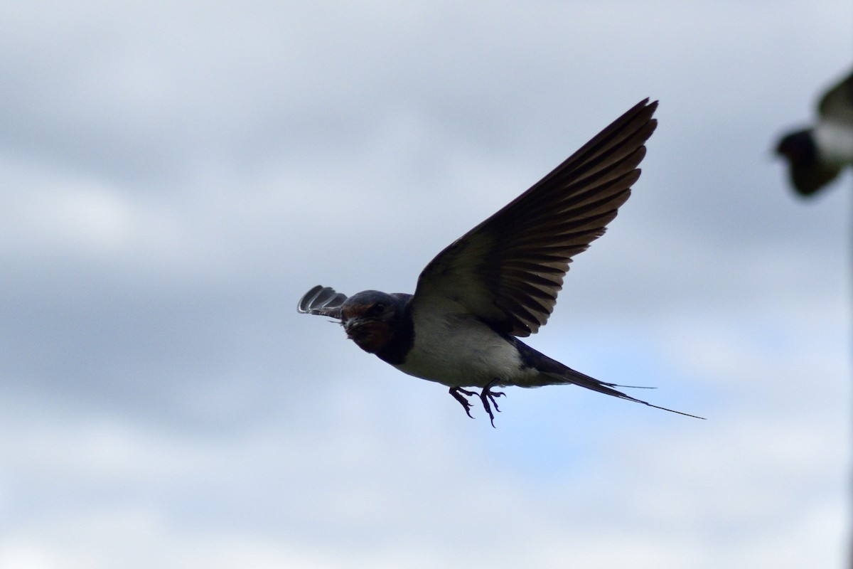 Ластівка сільська - ML645892037