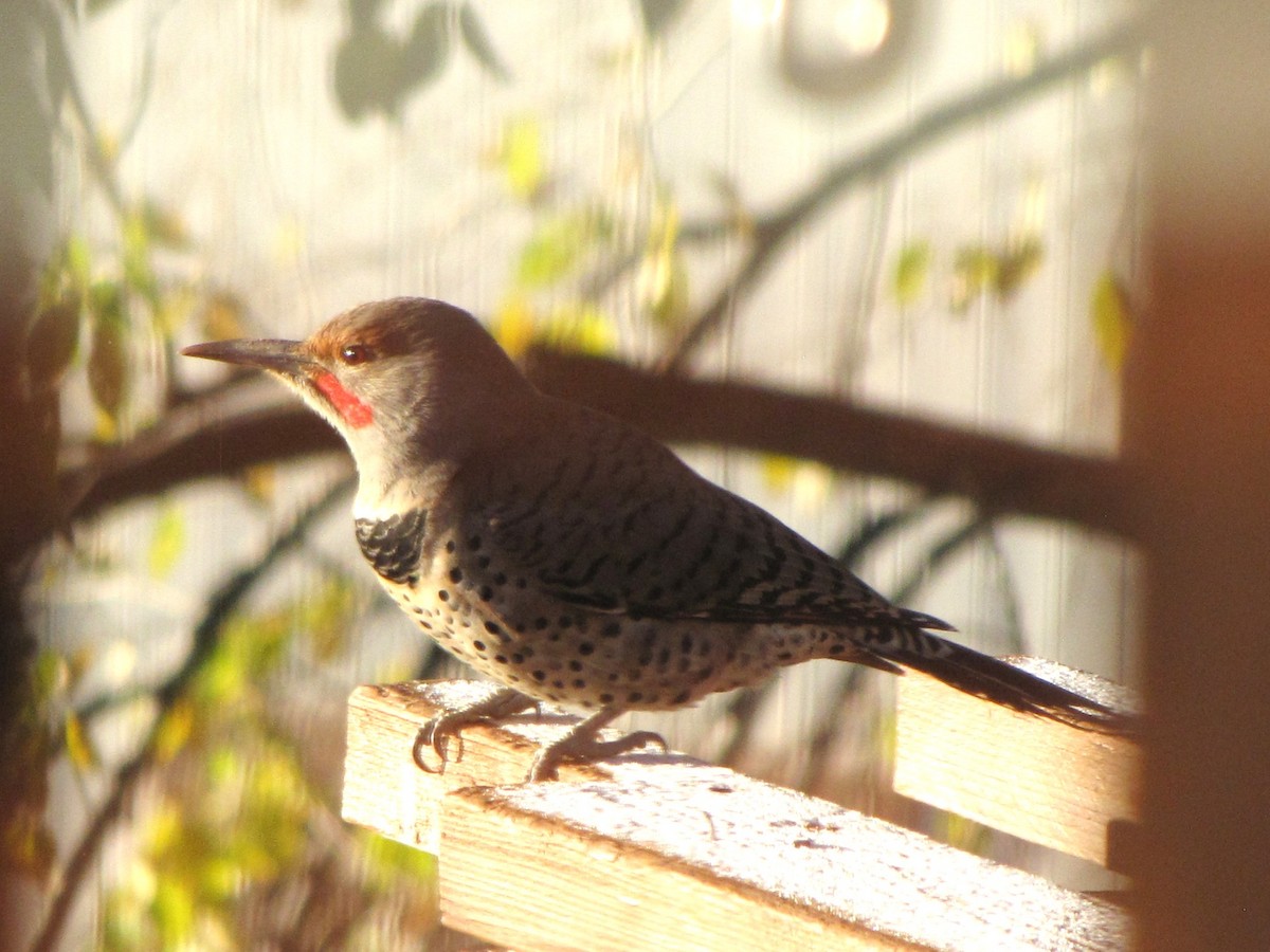 Northern Flicker - ML645892038